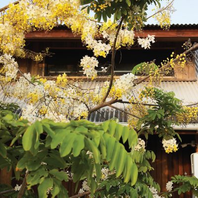 ศรีเสนาะ